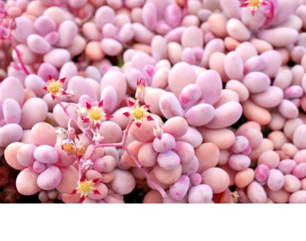 Graptopetalum Amethystinum Succulent Rare Mesembs Flowering Plant 100 Seeds Fresh Garden