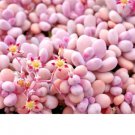 Graptopetalum Amethystinum Succulent Rare Mesembs Flowering Plant 100 Seeds Fresh Garden