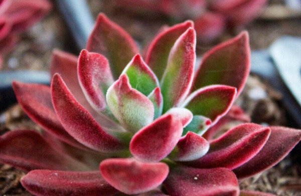 Echeveria Devotion Rare Succulent Exotic Hen And Chicks Plant Seed 50 Seeds Fresh Garden