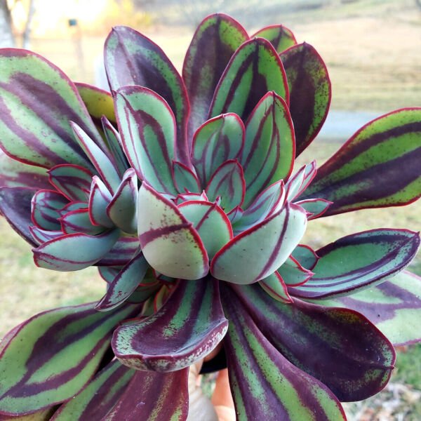 Echeveria Nodulosa Rare Succulent Exotic Hen And Chicks Plant Seed 50 Seeds Fresh Garden