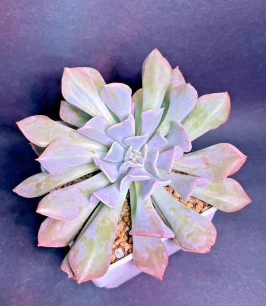 Echeveria "Swan Lake" Rare Succulent Exotic Hen And Chicks Plant Seed 50 Seeds Fresh Garden