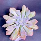 Echeveria "Swan Lake" Rare Succulent Exotic Hen And Chicks Plant Seed 50 Seeds Fresh Garden