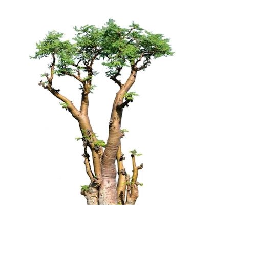 Bonsai Moringa Oleifera Rare Flowering Drumstick Tree Exotic Plant Seed 10 Seeds Fresh Garden