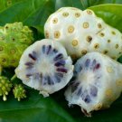Noni Indian Mulberry Morinda Citrifoliamedicinal Herb Seed 25 Seeds Fresh Garden