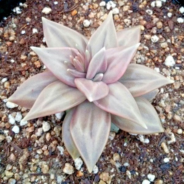 Echeveria Xichuensis Rare Succulent Exotic Hen And Chicks Plant Seed 50 Seeds Fresh Garden