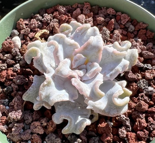 Echeveria 'Crispate Beauty&acirc;�� Rare Succulent Hen And Chicks Plant Seed 50 Seeds Fresh Garden