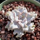 Echeveria 'Crispate Beauty’ Rare Succulent Hen And Chicks Plant Seed 50 Seeds Fresh Garden