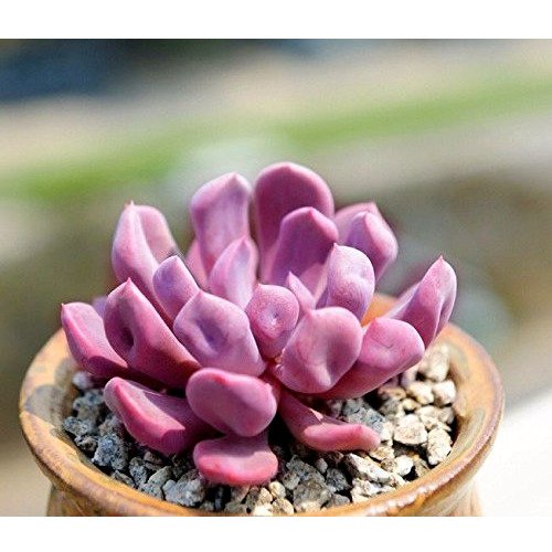 Echeveria "Cupid" Rare Succulent Hen And Chicks Exotic Plant Seed 50 Seeds Fresh Garden