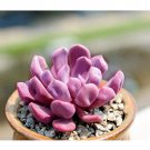 Echeveria "Cupid" Rare Succulent Hen And Chicks Exotic Plant Seed 50 Seeds Fresh Garden