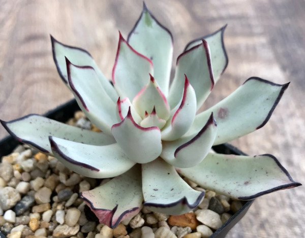 Echeveria Strictiflora V. Nova Rare Succulent Hen And Chicks Plant Seed 50 Seeds Fresh Garden