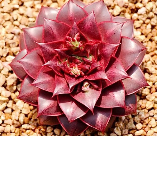 Echeveria &acirc;��Pipi Shrimp' Rare Succulent Hen And Chicks Plant Seed 50 Seeds Fresh Garden