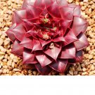 Echeveria ‘Pipi Shrimp' Rare Succulent Hen And Chicks Plant Seed 50 Seeds Fresh Garden