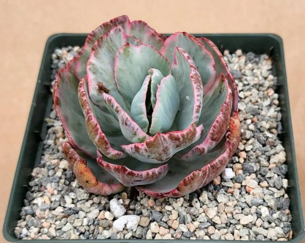 Echeveria ''Flying Cloud'' Rare Succulent Hen And Chicks Plant Seed 50 Seeds Fresh Garden