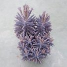 Mother Of Millions (Kalanchoe Tubiflora) Drought Tolerant Plant Seed 100 Seeds Fresh Garden