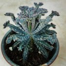 Kalanchoe Mother Of Millions Tubiflora Drought Tolerant Plant Seed 100 Seeds Fresh Garden
