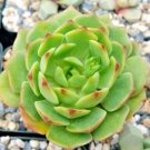Echeveria "Ramillete" Rare Succulent Hen And Chicks Exotic Plant Seed 50 Seeds Fresh Garden