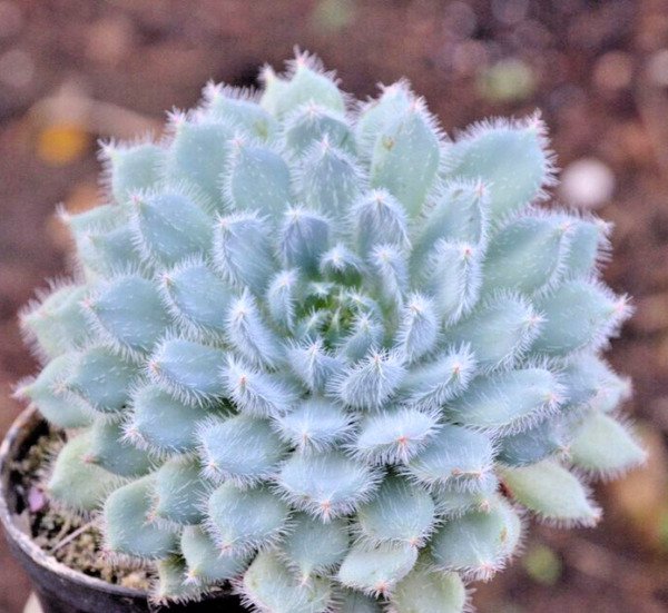 Echeveria "Setosa" Rare Succulent Flower Hen And Chicks Plant Seed 50 Seeds Fresh Garden