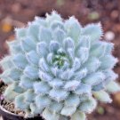 Echeveria "Setosa" Rare Succulent Flower Hen And Chicks Plant Seed 50 Seeds Fresh Garden