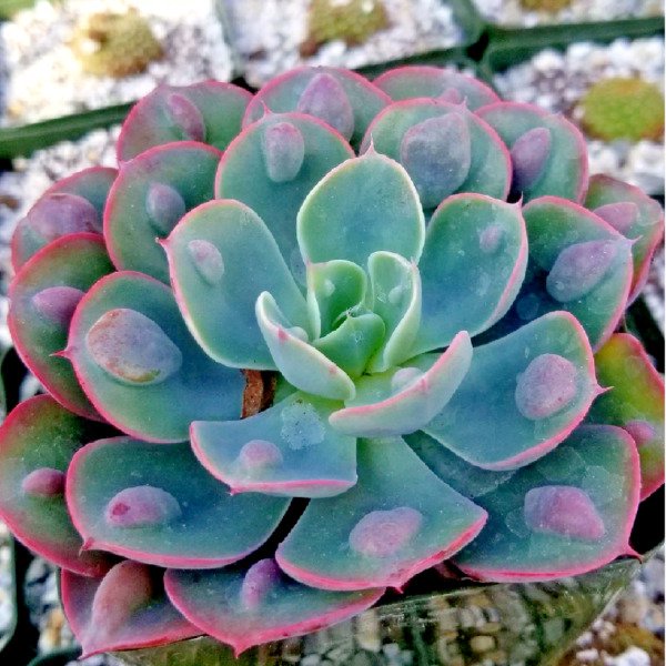 Echeveria "Rain Drops" Rare Succulent Hen And Chicks Exotic Plant Seed 50 Seeds Fresh Garden
