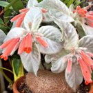 Rare Sinningia Leucotricha Rare Caudex Plant Seed 50 Seeds Fresh Garden