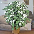 Madagascar Jasmine Stephanotis Floribunda Vine Rare Fragrant Flower Seed 5 Seeds Fresh Garden