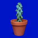 Rare Myrtillocactus Geometrizans Fukurokuryuzinboku (Boobie Cactus) 20 Seeds Fresh Garden