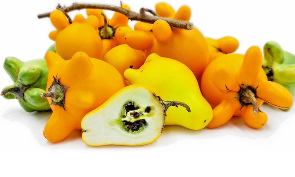 Cow'S Udder Plant Exotic Solanum Mammosum Nipplefruit Titty Fruit Seed 25 Seeds Fresh Garden