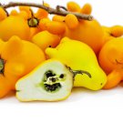 Cow'S Udder Plant Exotic Solanum Mammosum Nipplefruit Titty Fruit Seed 25 Seeds Fresh Garden