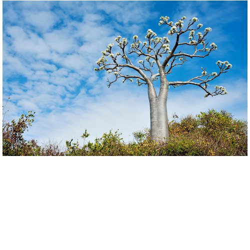 Pachypodium Rutenbergianum Madagascar Tree Palm Succulent Cacti Cactus 5 Seeds Fresh Garden