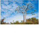 Pachypodium Rutenbergianum Madagascar Tree Palm Succulent Cacti Cactus 5 Seeds Fresh Garden