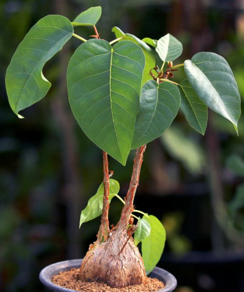 Ficus Palmeri Rare Caudex Exotic Bonsai Succulent Tree Seed Pack 10 Seeds Fresh Garden