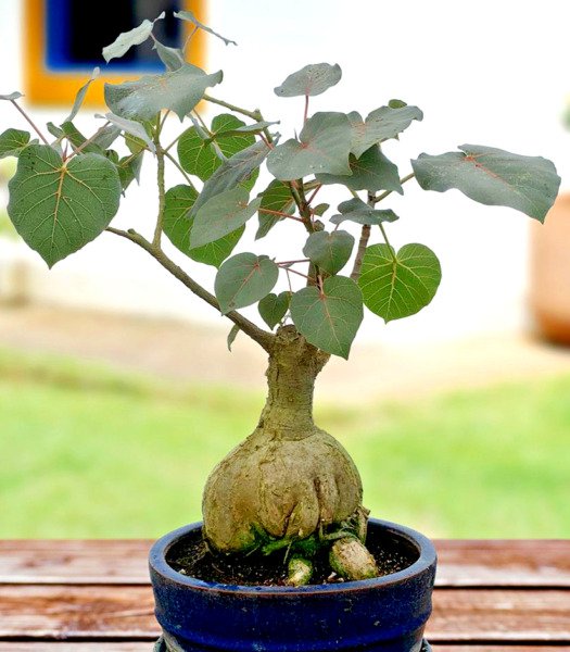 Ficus Petiolaris Rare Caudex Exotic Bonsai Succulent Tree Seed Pack 10 Seeds Fresh Garden