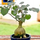 Ficus Petiolaris Rare Caudex Exotic Bonsai Succulent Tree Seed Pack 10 Seeds Fresh Garden