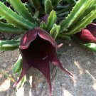 Stapelia Leendertziae Exotic Huernia Rare Orbea Succulent Plant Seed 5 Seeds Fresh Garden