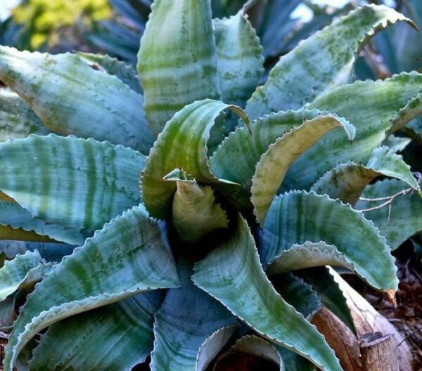 Agave Marmorata Rare Succulent Marbled Plant Exotic Seed 50 Seeds Fresh Garden