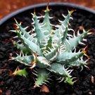 Aloe Erinacea Succulent Rare Agave Plant Exotic Seed 10 Seeds Fresh Garden