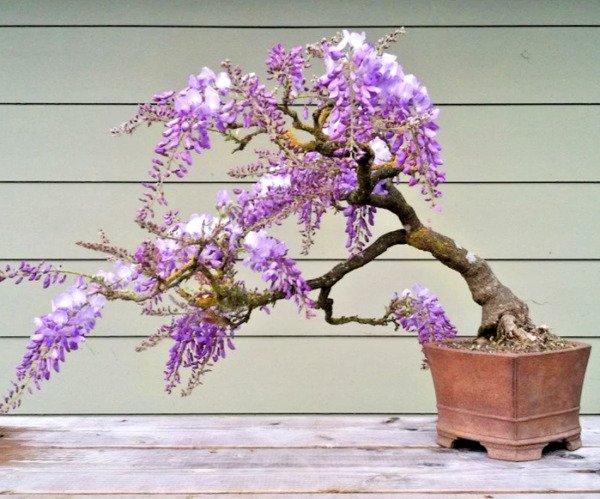 Blue Jacaranda Rare Flowering Trumpet Tree Flamboyan Seed 10 Seeds Fresh Garden