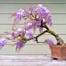 Blue Jacaranda Rare Flowering Trumpet Tree Flamboyan Seed 10 Seeds Fresh Garden