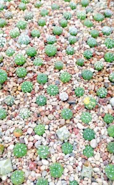 Rare Astrophytum Asterias Kabuto Mix Sand Dollar Cacti Rare Cactus Seed 20 Seeds Fresh Garden