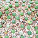 Rare Astrophytum Asterias Kabuto Mix Sand Dollar Cacti Rare Cactus Seed 20 Seeds Fresh Garden