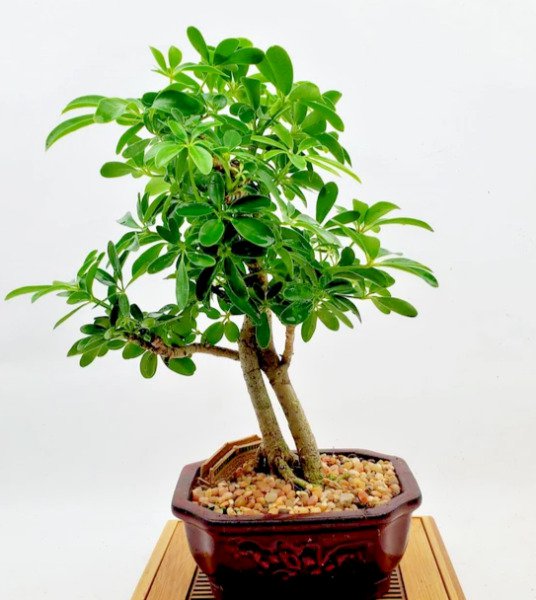 Rare Schefflera Arboricola Flowering Dwarf Umbrellatree Exotic Bonsai 25 Seeds Fresh Garden