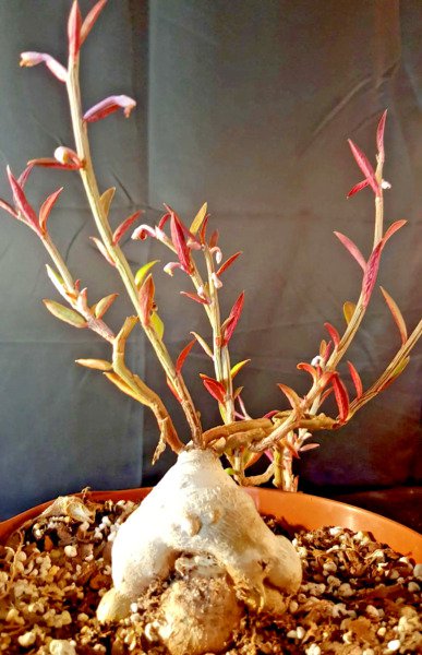 Rare Monadenium Rubellum Caudex Bonsai Cactus Seed 10 Seeds Fresh Garden