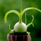Albuca Bracteata Pregnant Onion Rare Ornithogalum Exotic Bulb Seed Pack 10 Seeds Fresh Garden