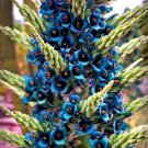 Puya Alpestris Sapphire Tower Giant Bromeliad Aloe Succulent Plant Seed 10 Seeds Fresh Garden