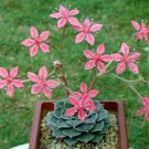Graptopetalum Bellum Exotic Succulent Rare Mesembs Flowering Plant 100 Seeds Fresh Garden