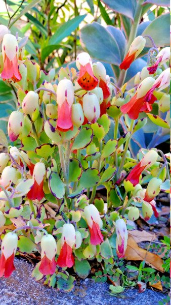 Kalanchoe Laxiflora Rare Milky Widow&acirc;��S Thrill Plant Seed 50 Seeds Fresh Garden