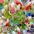 Kalanchoe Laxiflora Rare Milky Widow’S Thrill Plant Seed 50 Seeds Fresh Garden