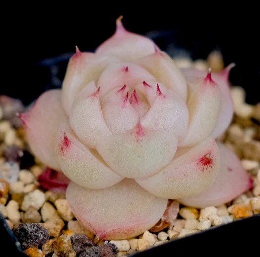 Echeveria Malgan Rare Succulent Exotic Hen And Chicks Plant Seed 50 Seeds Fresh Garden
