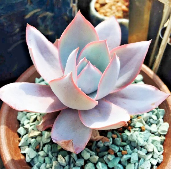 Echeveria Cante Rare Succulent Exotic Hen And Chicks Plant Seed 50 Seeds Fresh Garden