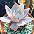 Echeveria Cante Rare Succulent Exotic Hen And Chicks Plant Seed 50 Seeds Fresh Garden